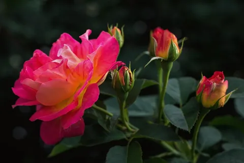 红色玫瑰花绽放图片 红色玫瑰花绽放图片