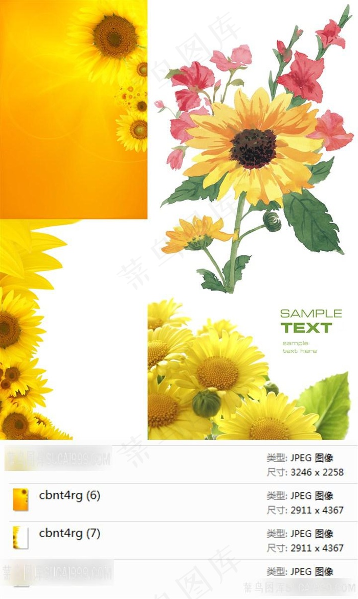 漂亮的向日葵摄影素材