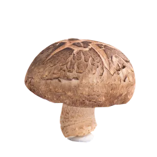 新鲜的香菇蔬菜素材免扣