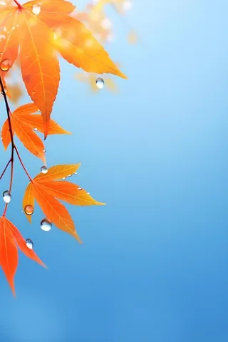 秋天枫叶雨水露珠清新背景