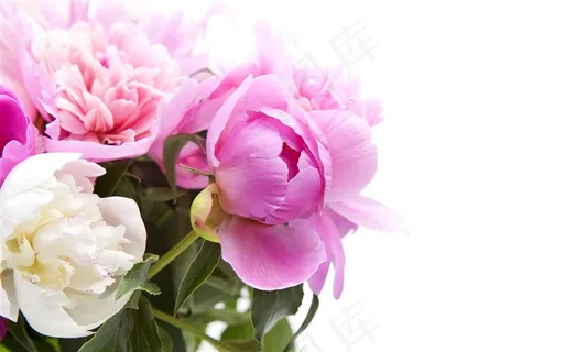 鲜艳的鲜花植物素材高清图片 鲜艳的鲜花植物素材高清图片