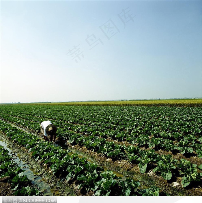 现代农业-除草的菜农