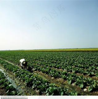 现代农业-除草的菜农