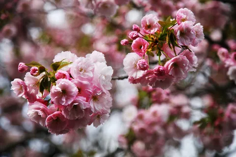 高清日本樱花图片下载 高清日本樱花图片下载