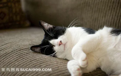 躺在沙发上睡觉的猫 躺在沙发上睡觉的猫