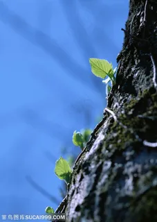 树木树叶-依附在大树上的藤蔓植物长出嫩芽