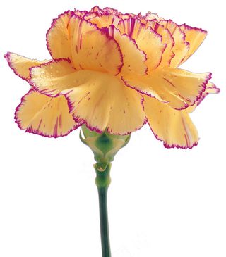 白色康乃馨图片下载