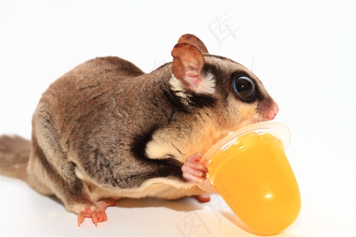 拿着果冻的老鼠