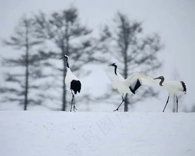 高清日本雪景图片 高清日本雪景图片