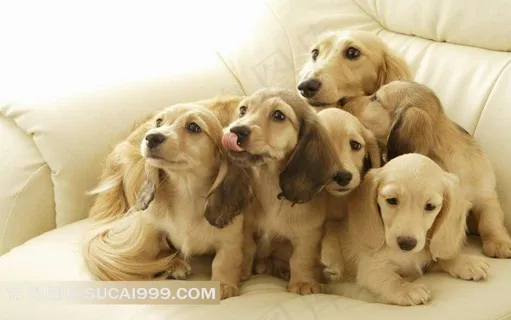 蹲在沙发上的狗