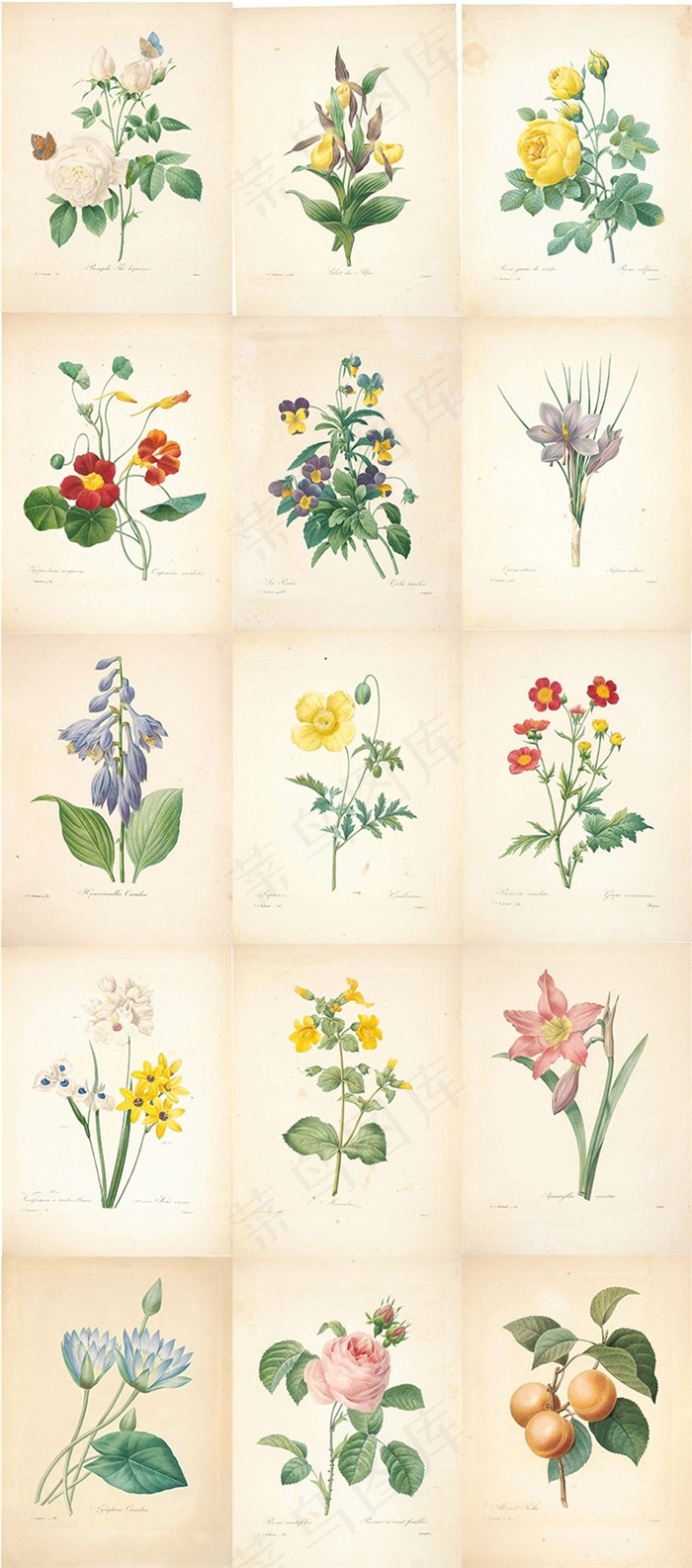 15张清新的画家水彩手绘花与果实图片