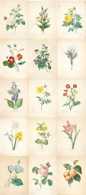 15张清新的画家水彩手绘花与果实图片 15张清新的画家水彩手绘花与果实图片
