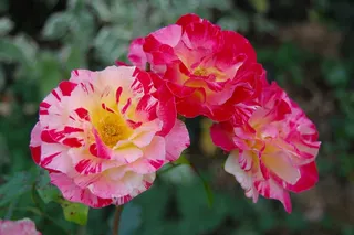 多彩玫瑰花朵图片