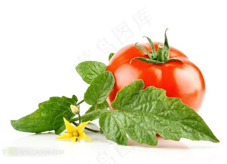 新鲜西红柿和叶子鲜花