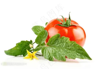 新鲜西红柿和叶子鲜花