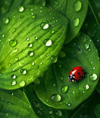 春天夏天七星瓢虫动物昆虫在绿叶上，谷雨立夏夏至小暑摄影图