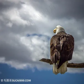 高清树枝上的白头海雕背面摄影图片鸟图片