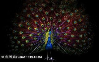 展翅的精美孔雀素材