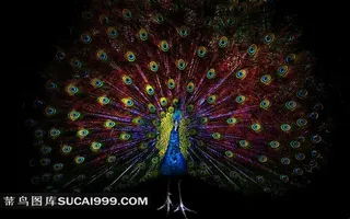 展翅的精美孔雀素材