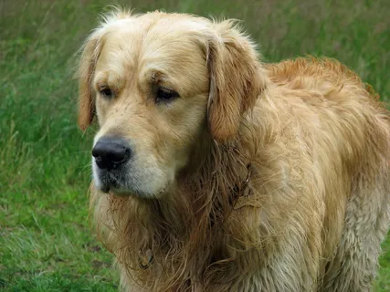 美式金毛犬图片