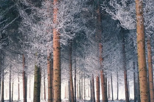 冬天白雪背景风景