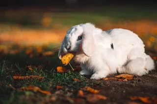 白色可爱兔子摄影素材