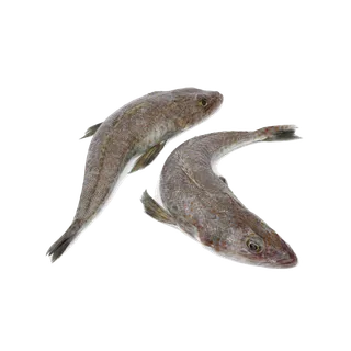 鱼类(65)海鲜超市商品红酒白底图免抠实物摄影png格式图片透明底