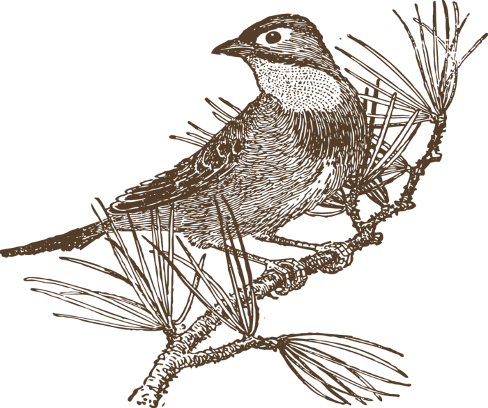 简约风手绘素描动画小鸟鸟儿免扣PNG图片素材 (20)