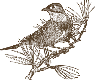 简约风手绘素描动画小鸟鸟儿免扣PNG图片素材 (20)