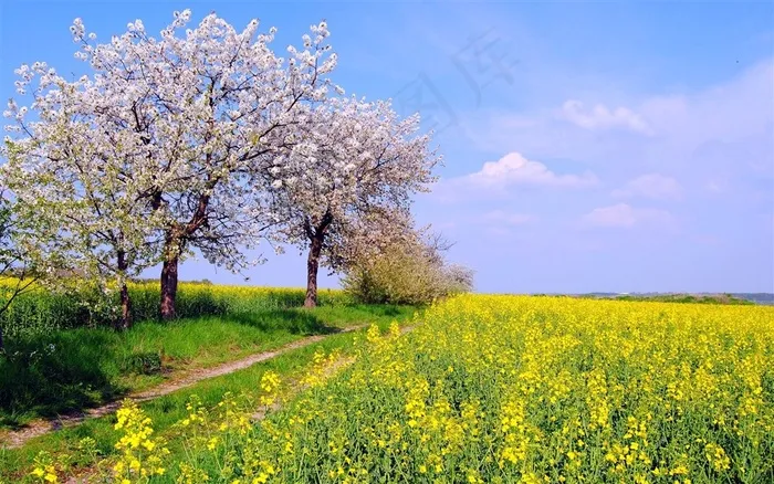 春天油菜花图片