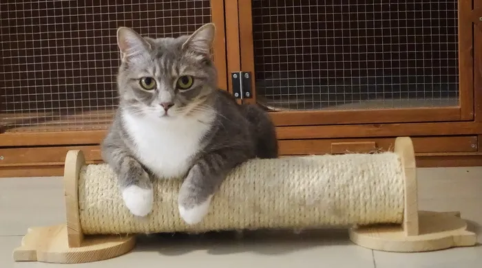 可爱猫咪猫猫摄影素材