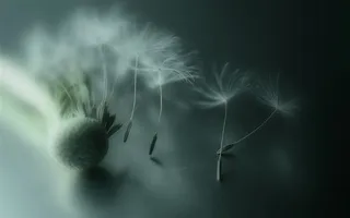 唯美梦幻蒲公英鲜花图片