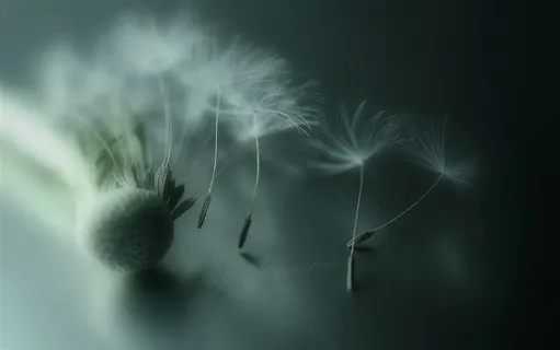 唯美梦幻蒲公英鲜花图片 唯美梦幻蒲公英鲜花图片