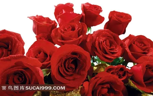 唯美娇艳的红玫瑰鲜花