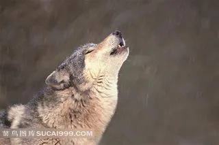 仰天长啸的孤狼摄影高清图片