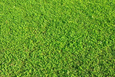 绿色草地背景图片下载