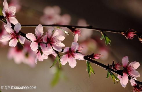 唯美高清盛开的枝头桃花图片