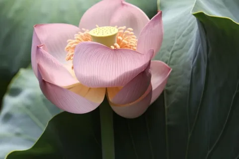 绿色简约节气清新意境背景