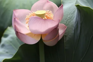 绿色简约节气清新意境背景