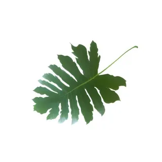 叶子绿叶树叶免抠