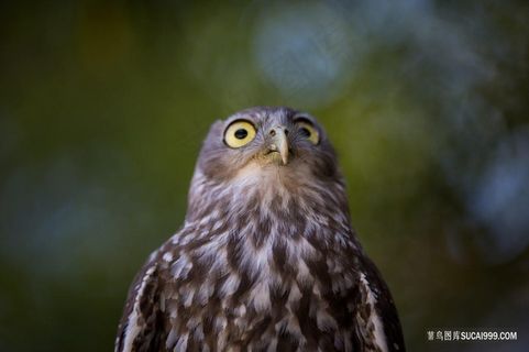 瞪大眼睛看上方的猫头鹰野生鸟图片素材