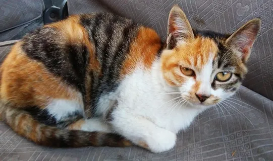 一只可爱的猫咪