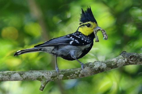 鸟类大全树枝上的黄颊山雀素材