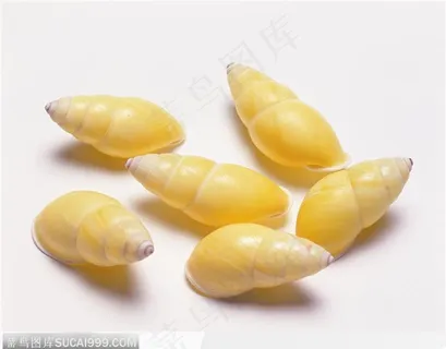 螺旋纹贝壳（六颗黄色）