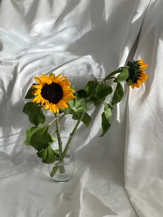 黄色向日葵摄影素材