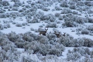 冬天动物风景背景白雪