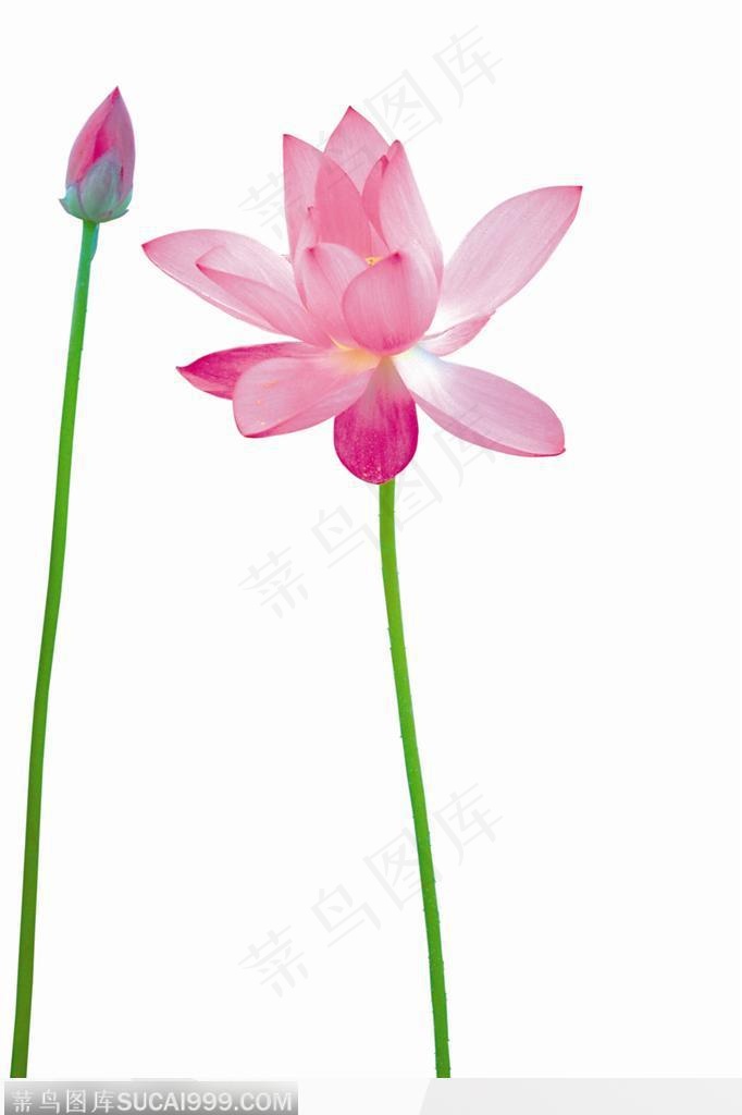 花苞与盛开荷花图片