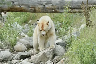 野生大白熊图片