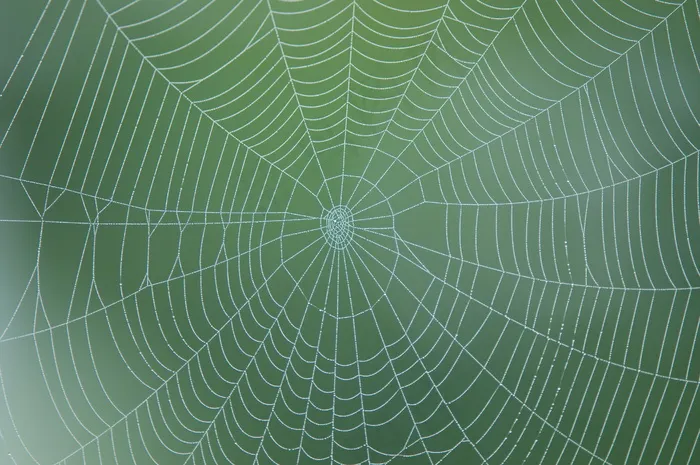 蜘蛛网图片