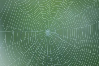 蜘蛛网图片